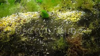 海洋中的光合作用，<strong>藻</strong>类合成的氧泡.. 水下岩石中的绿<strong>藻</strong>和红<strong>藻</strong>